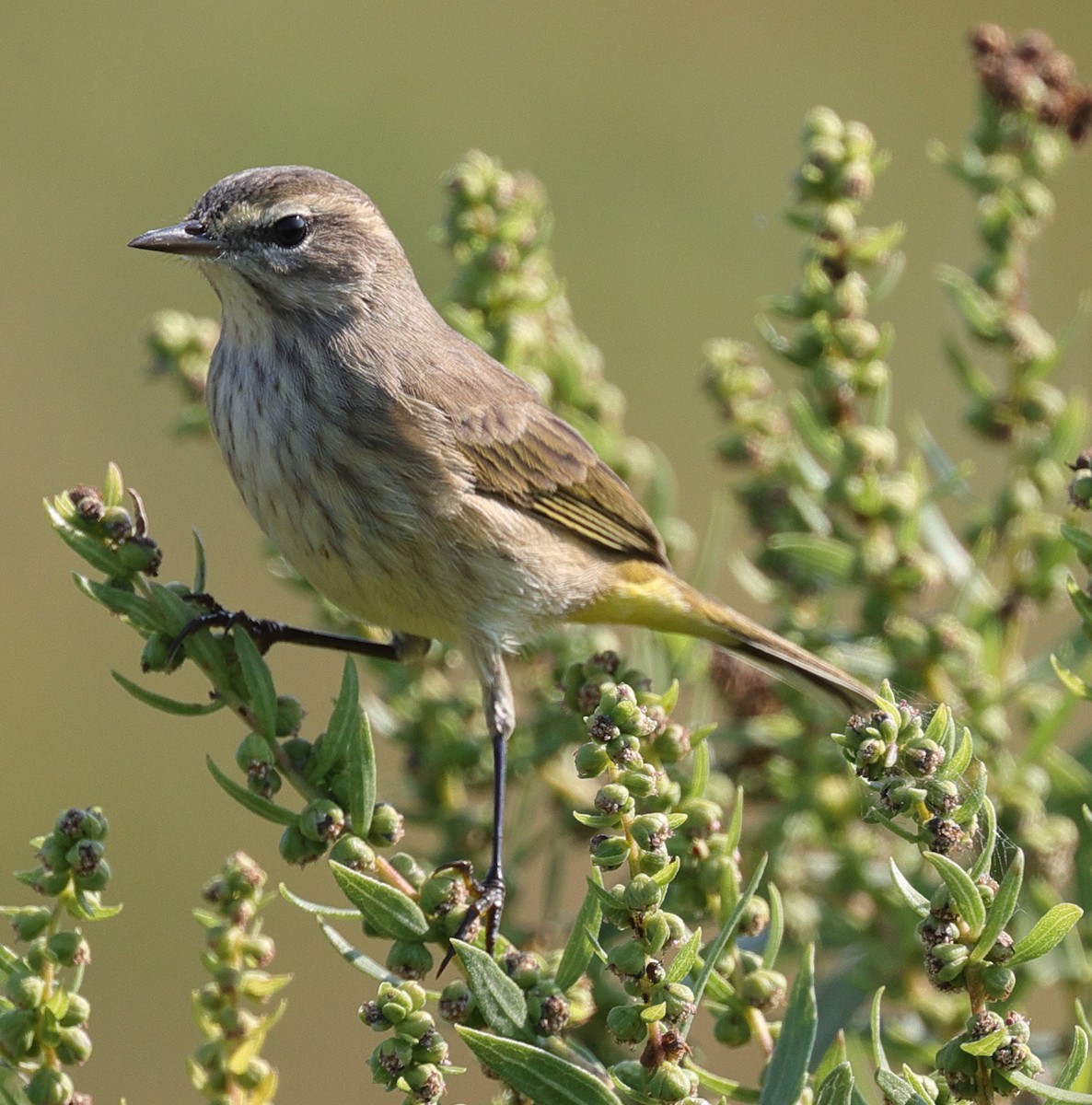 Palm Warbler - ML623719046