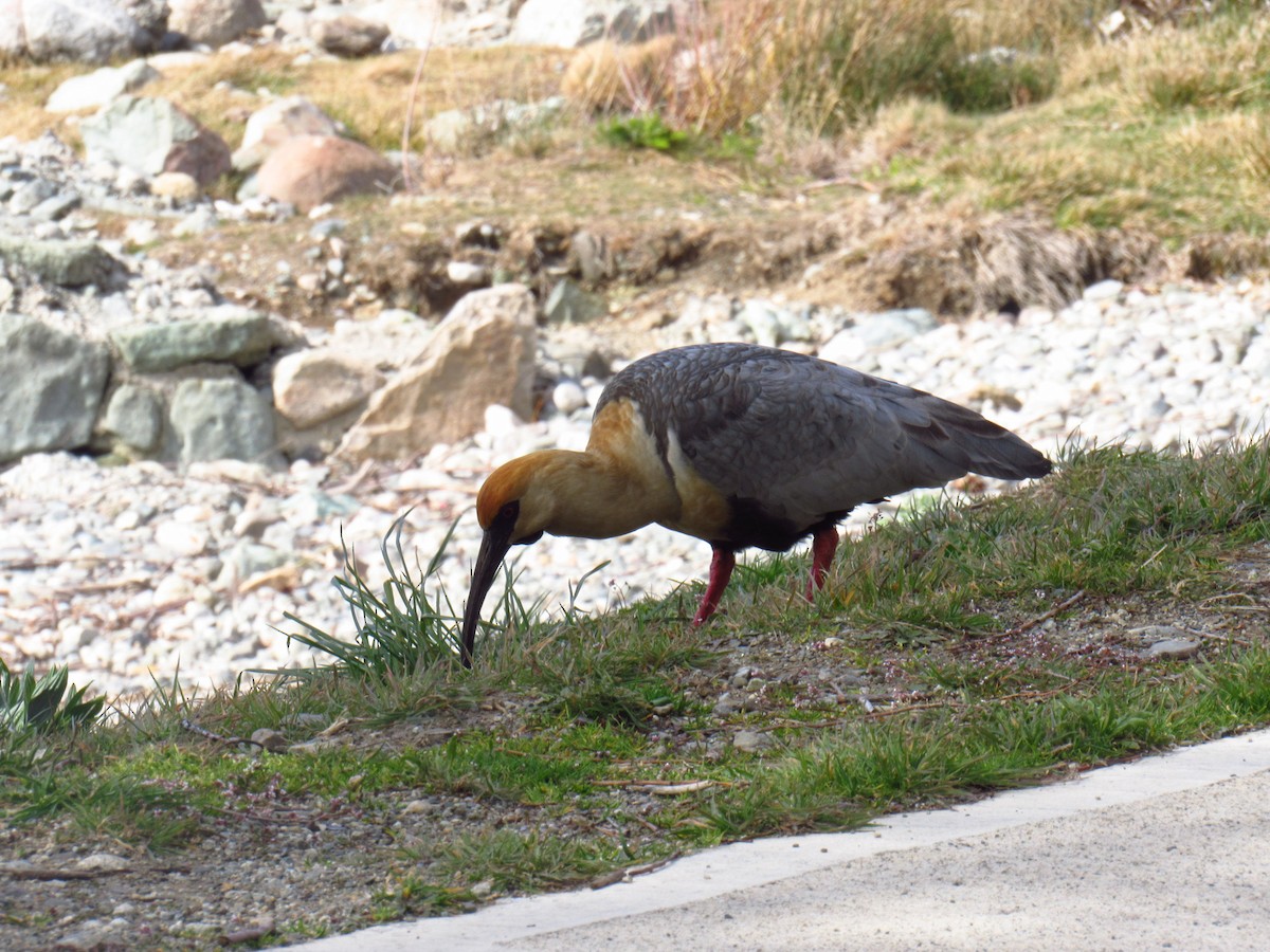 Black-faced Ibis - ML623719059