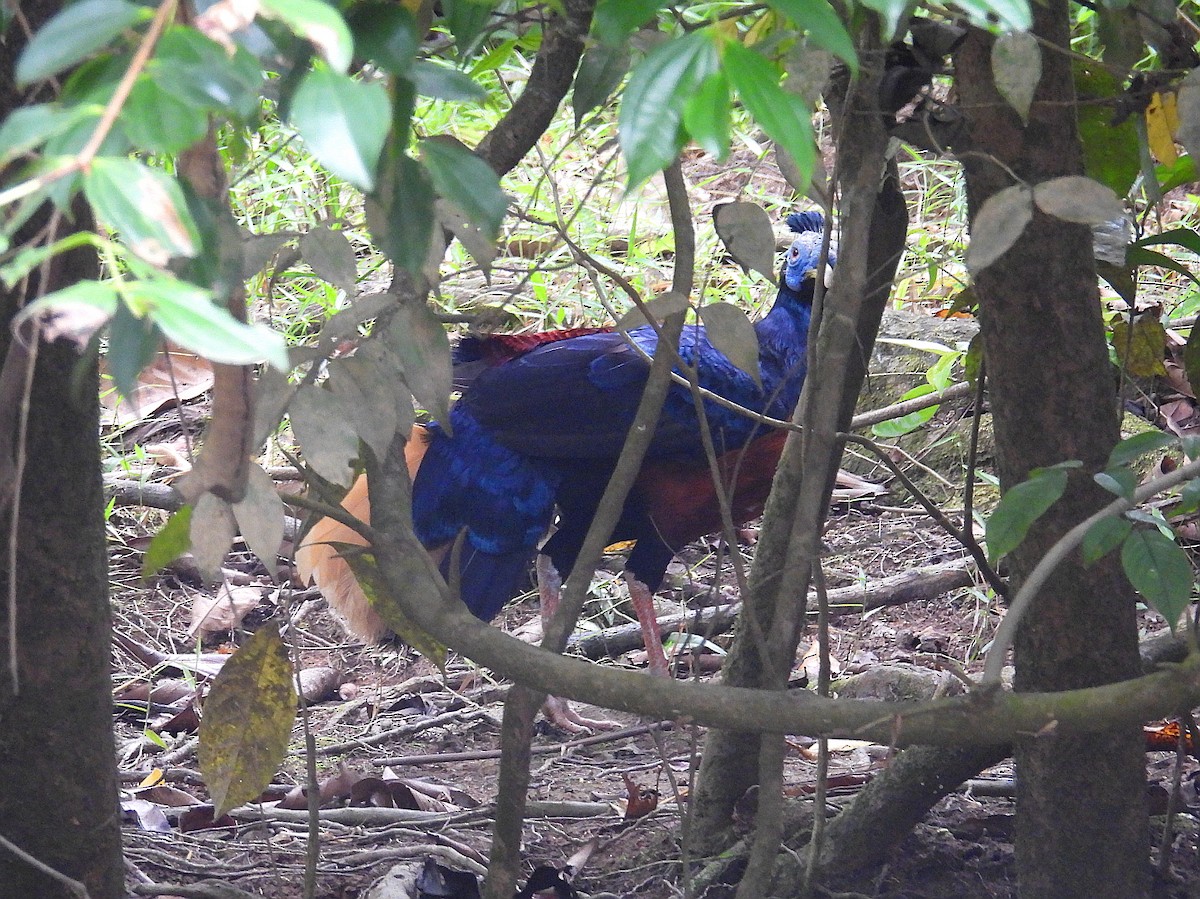 Bornean Crested Fireback - ML623719098