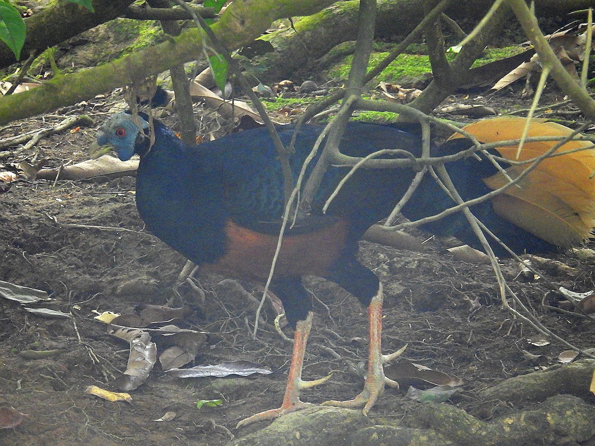 Bornean Crested Fireback - ML623719100