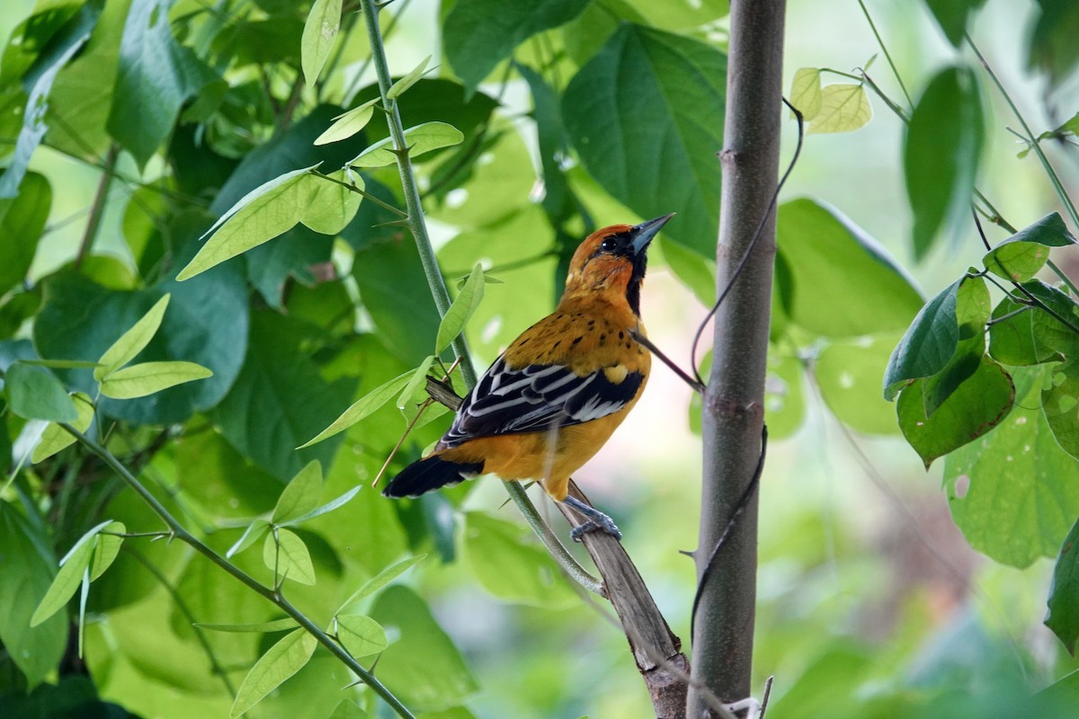 Streak-backed Oriole - ML623719117