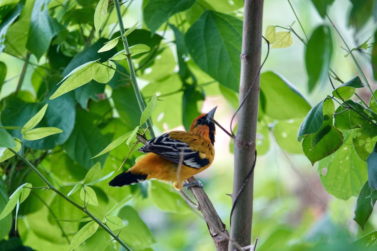 Streak-backed Oriole - ML623719118