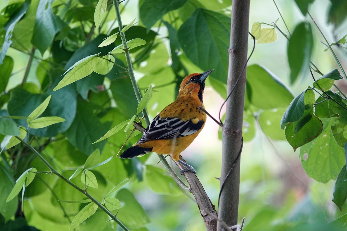 Streak-backed Oriole - ML623719119