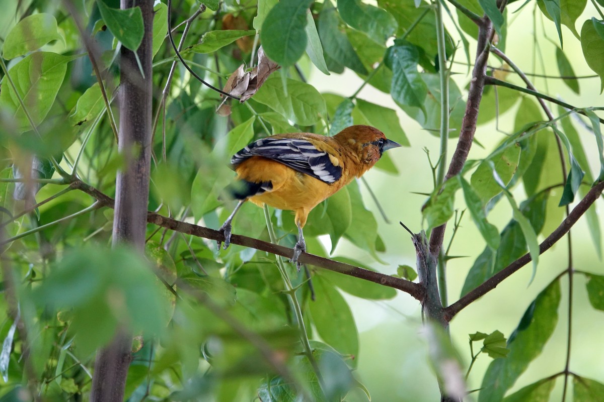 Streak-backed Oriole - ML623719120