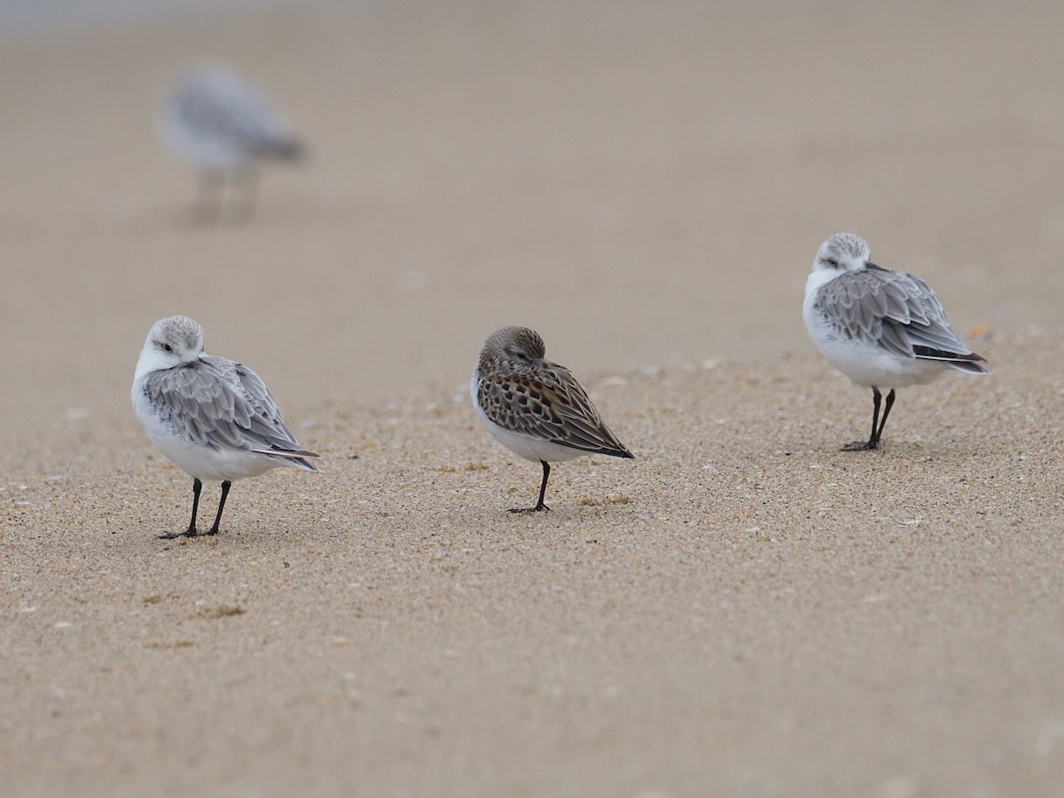 Western Sandpiper - ML623719128