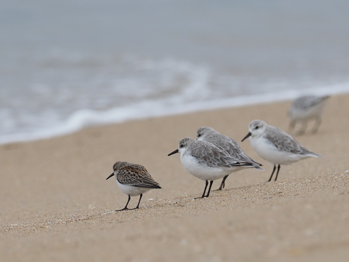 Western Sandpiper - ML623719131