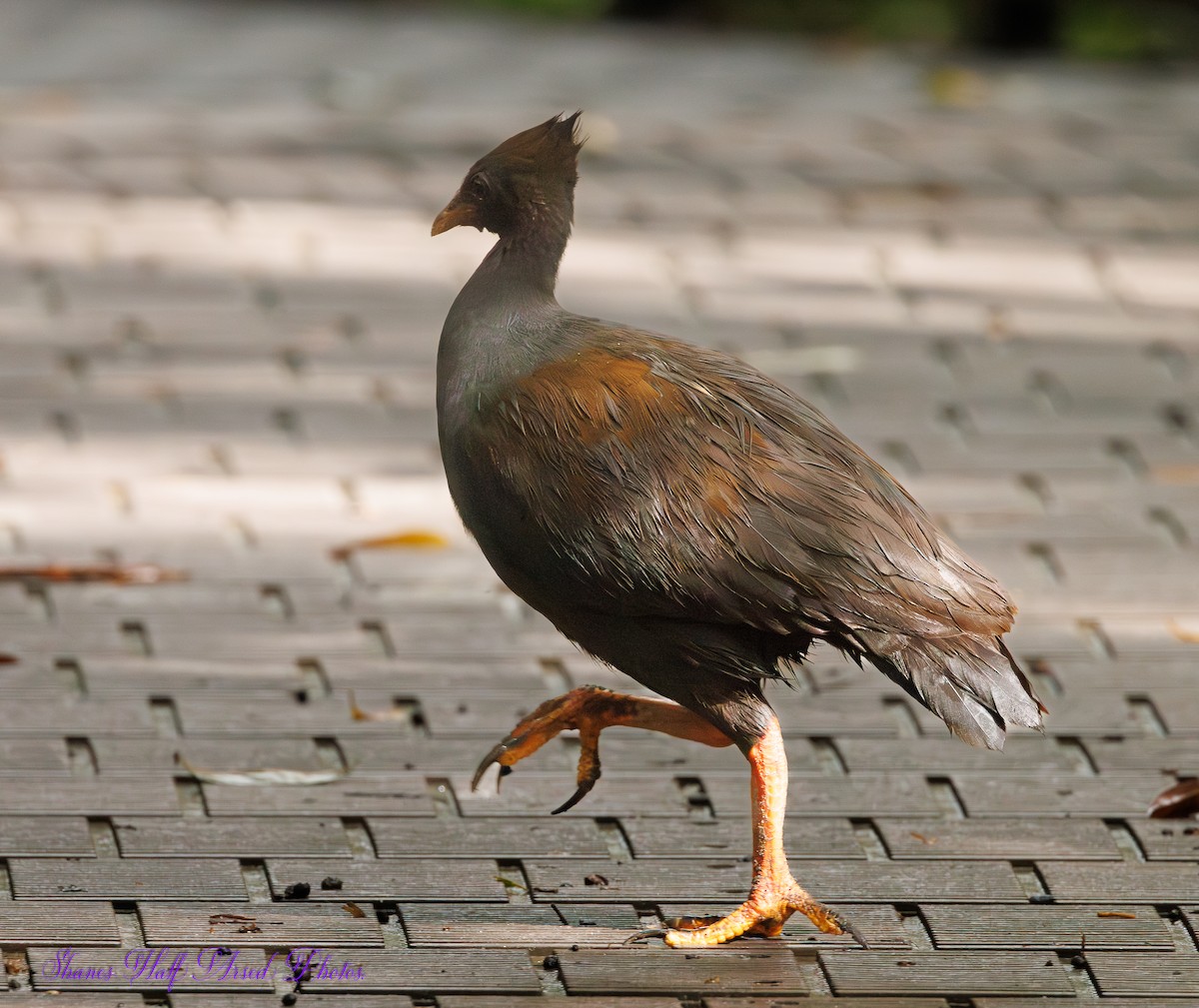 Orange-footed Megapode - ML623719134