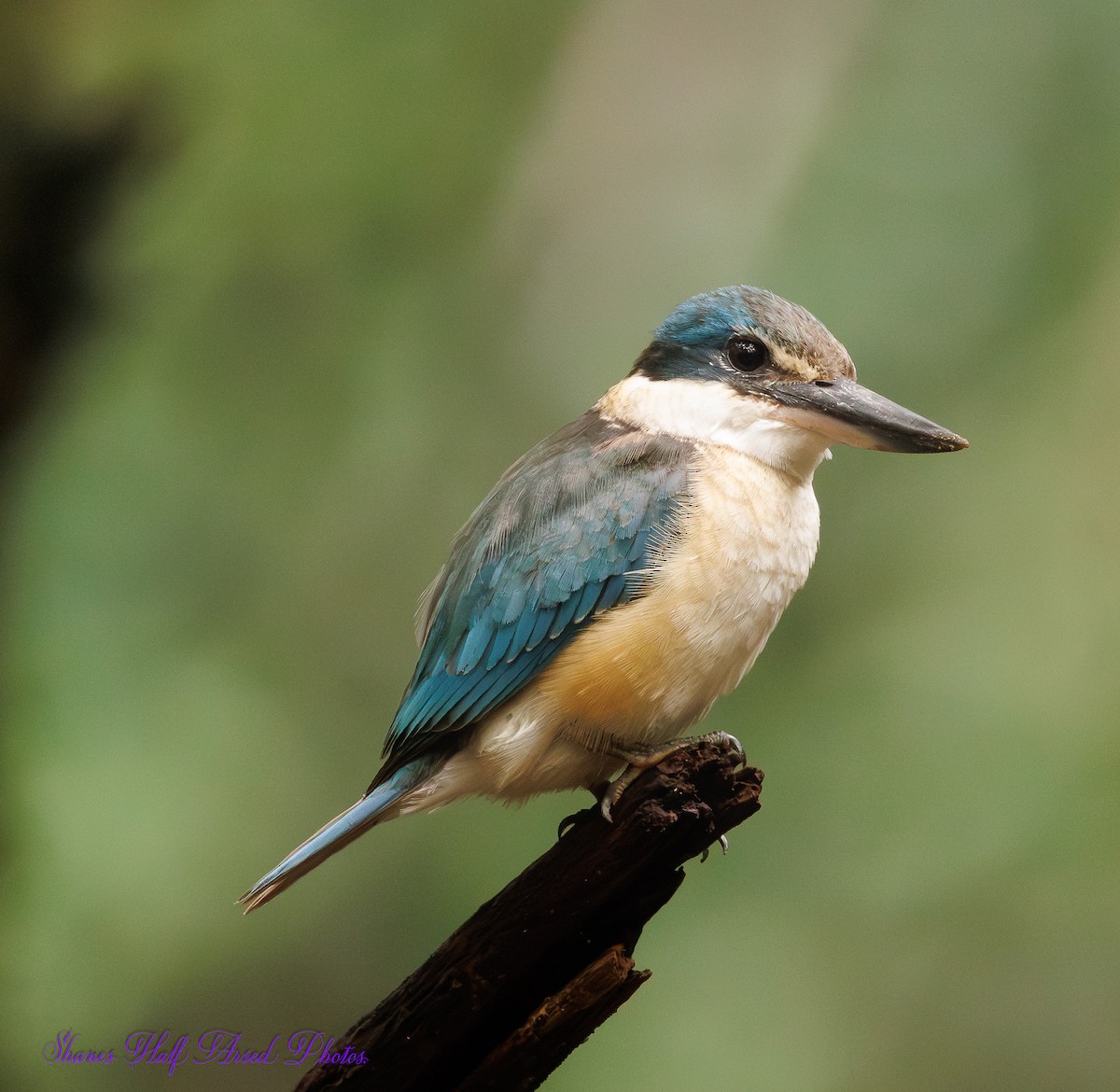 Sacred Kingfisher - ML623719208