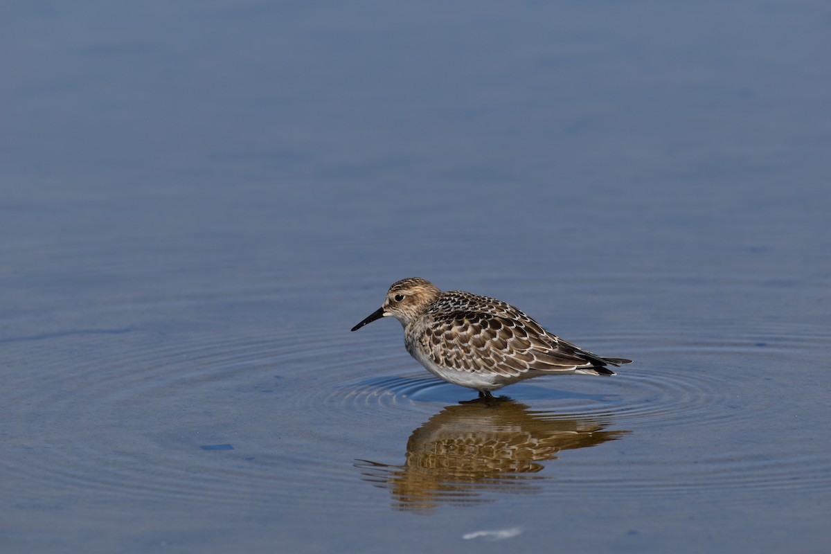 Baird's Sandpiper - ML623719221