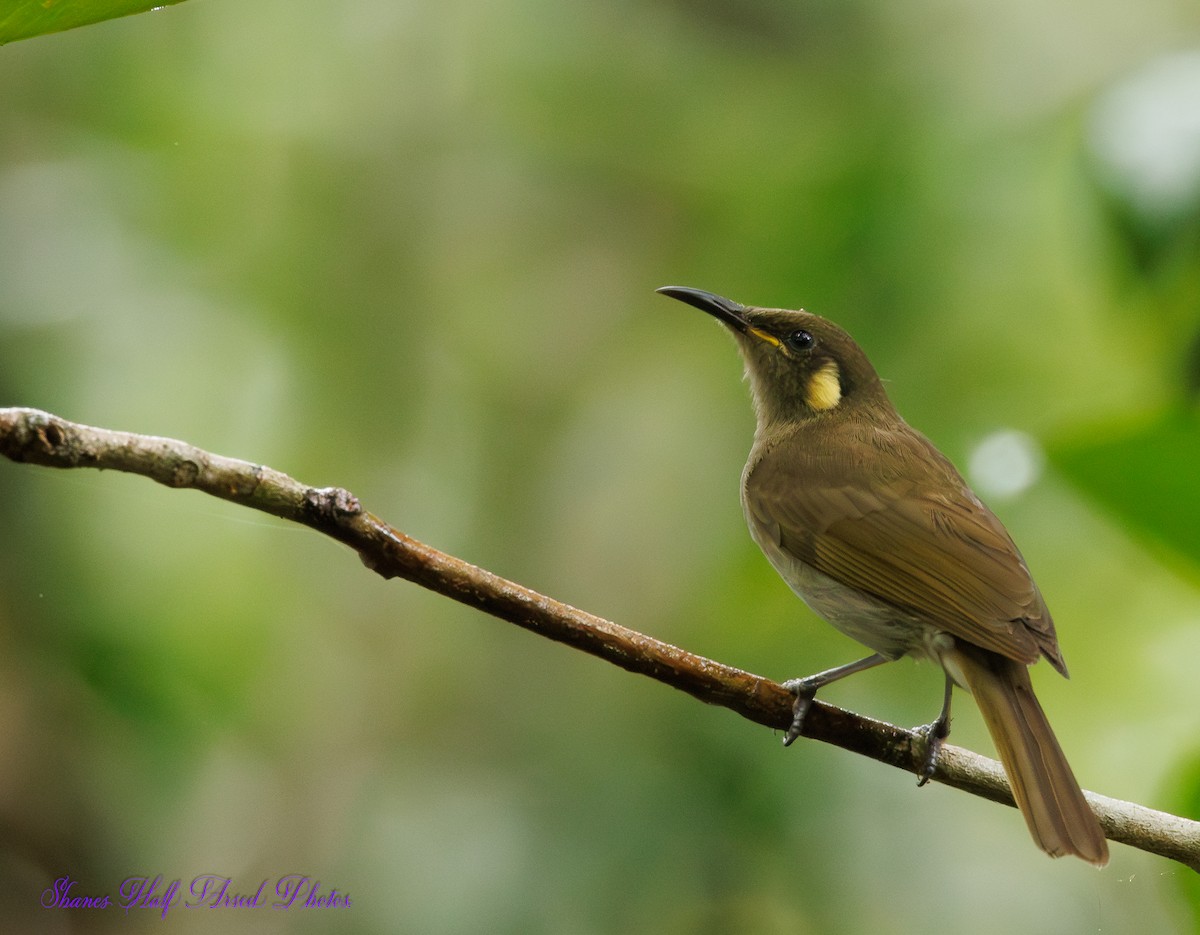 Cryptic Honeyeater - ML623719235