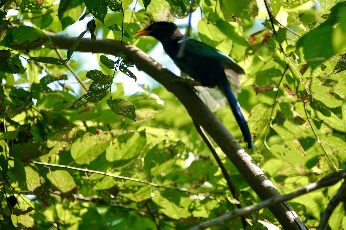 San Blas Jay - ML623719245