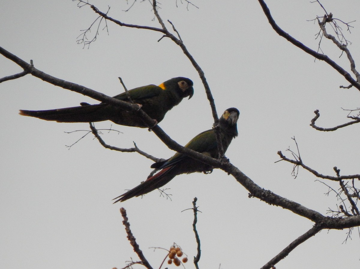 Yellow-collared Macaw - ML623719254