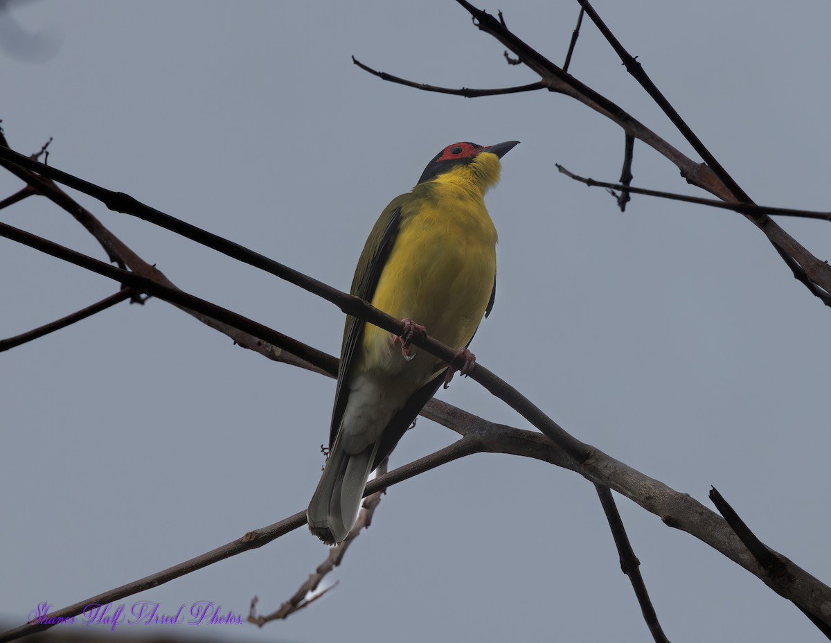 Australasian Figbird - ML623719276