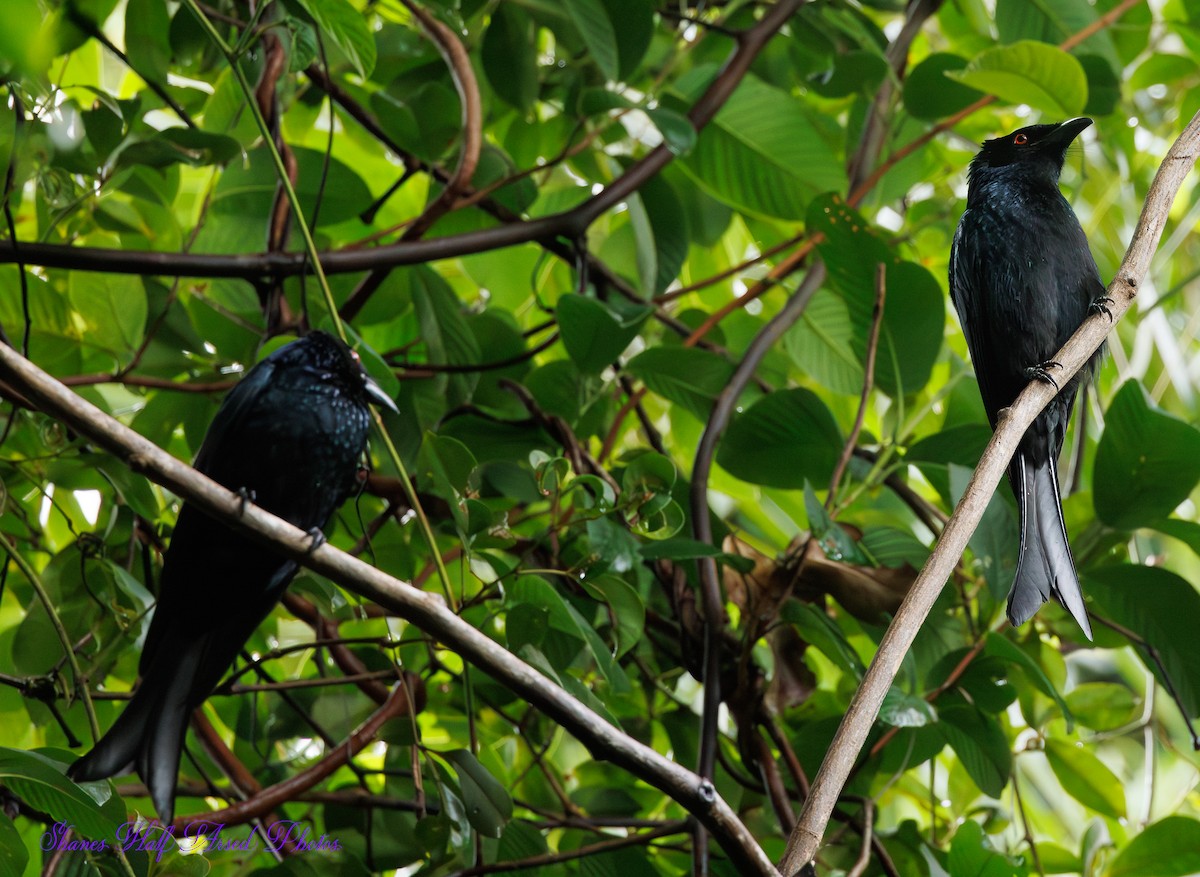 Spangled Drongo - ML623719321