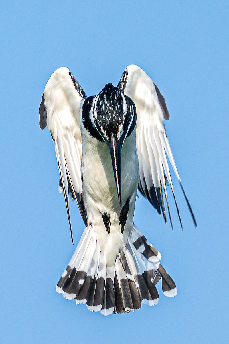 Pied Kingfisher - ML623719325