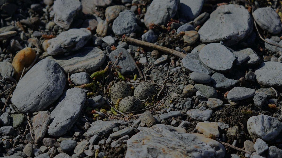 Double-banded Plover - ML623719341