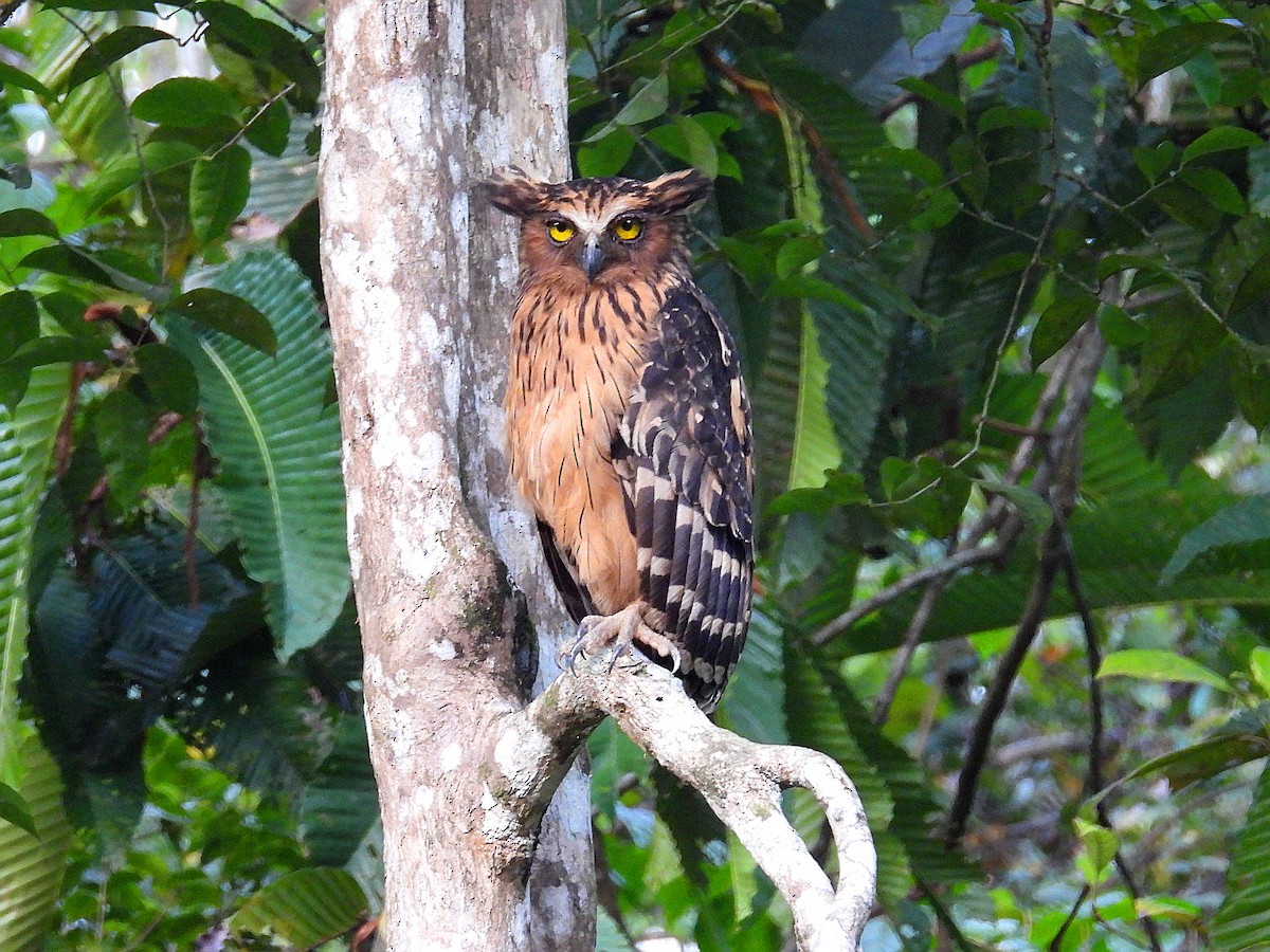 Buffy Fish-Owl - ML623719344