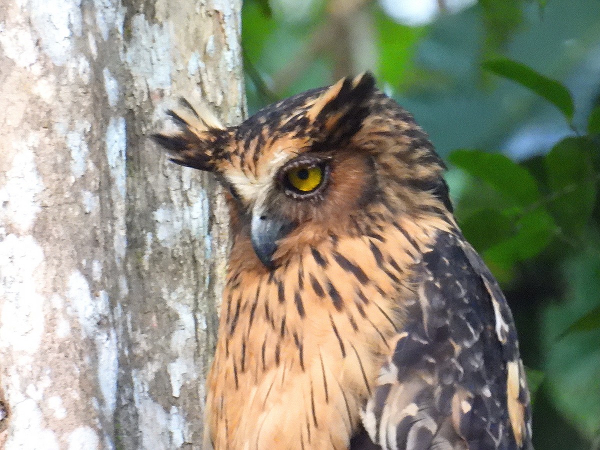 Buffy Fish-Owl - ML623719345