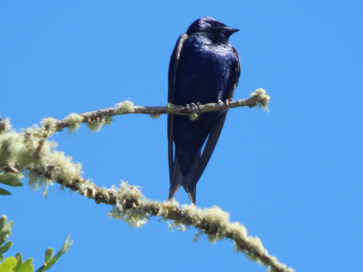 Purple Martin - Robin Haight