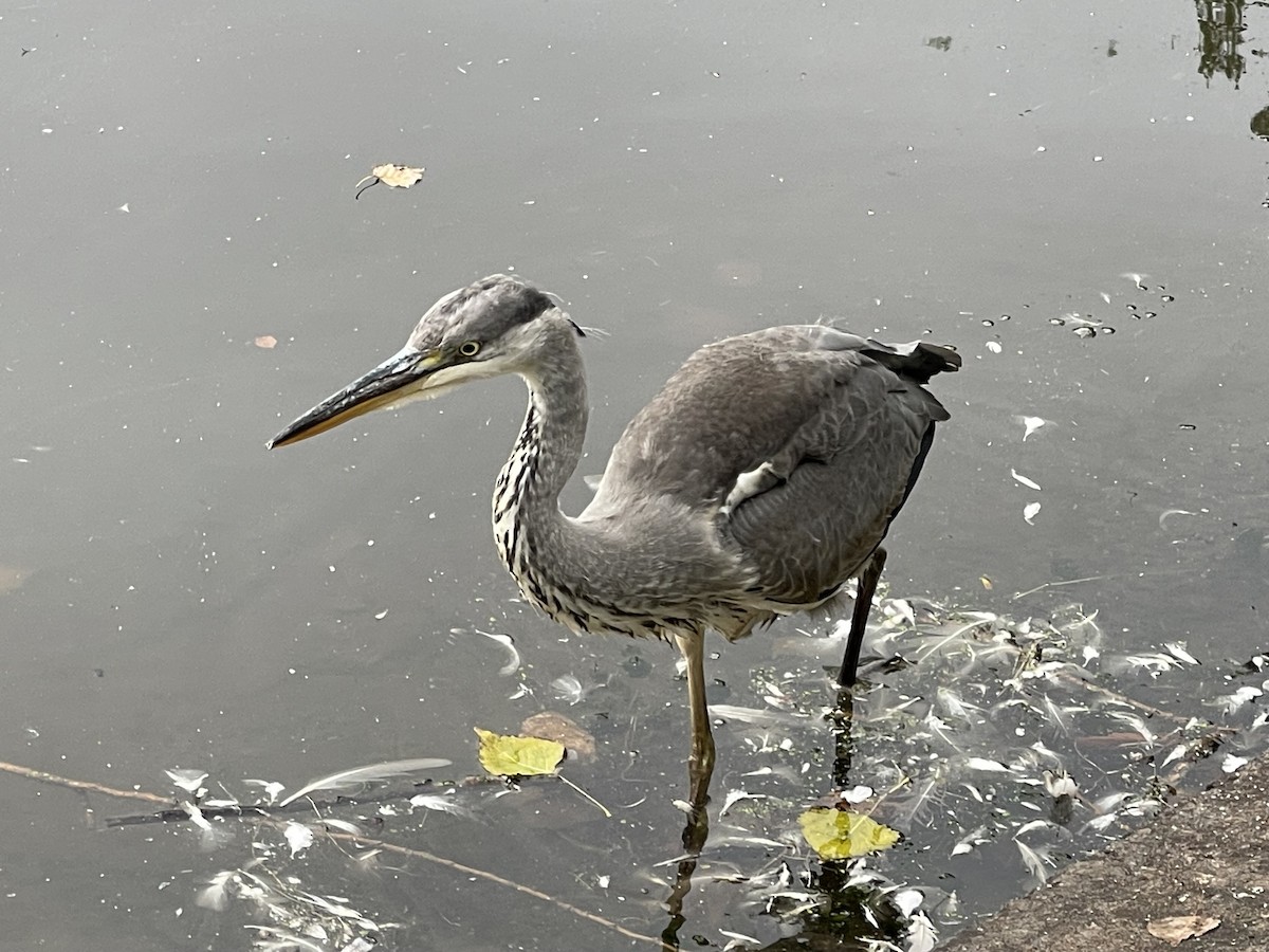 Gray Heron - ML623719357