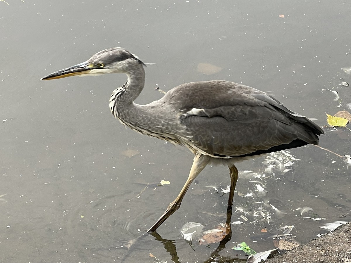 Gray Heron - ML623719358