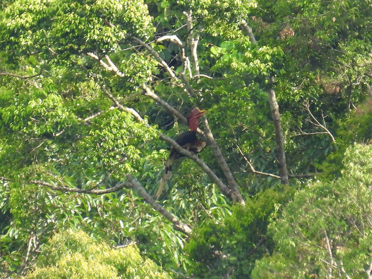 Helmeted Hornbill - Hogun Cho