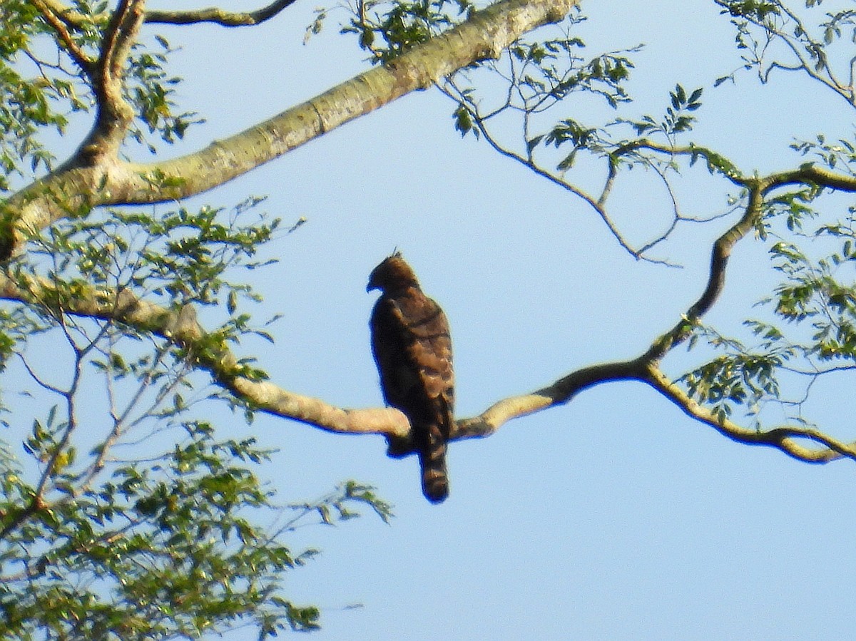 Blyth's Hawk-Eagle - ML623719395