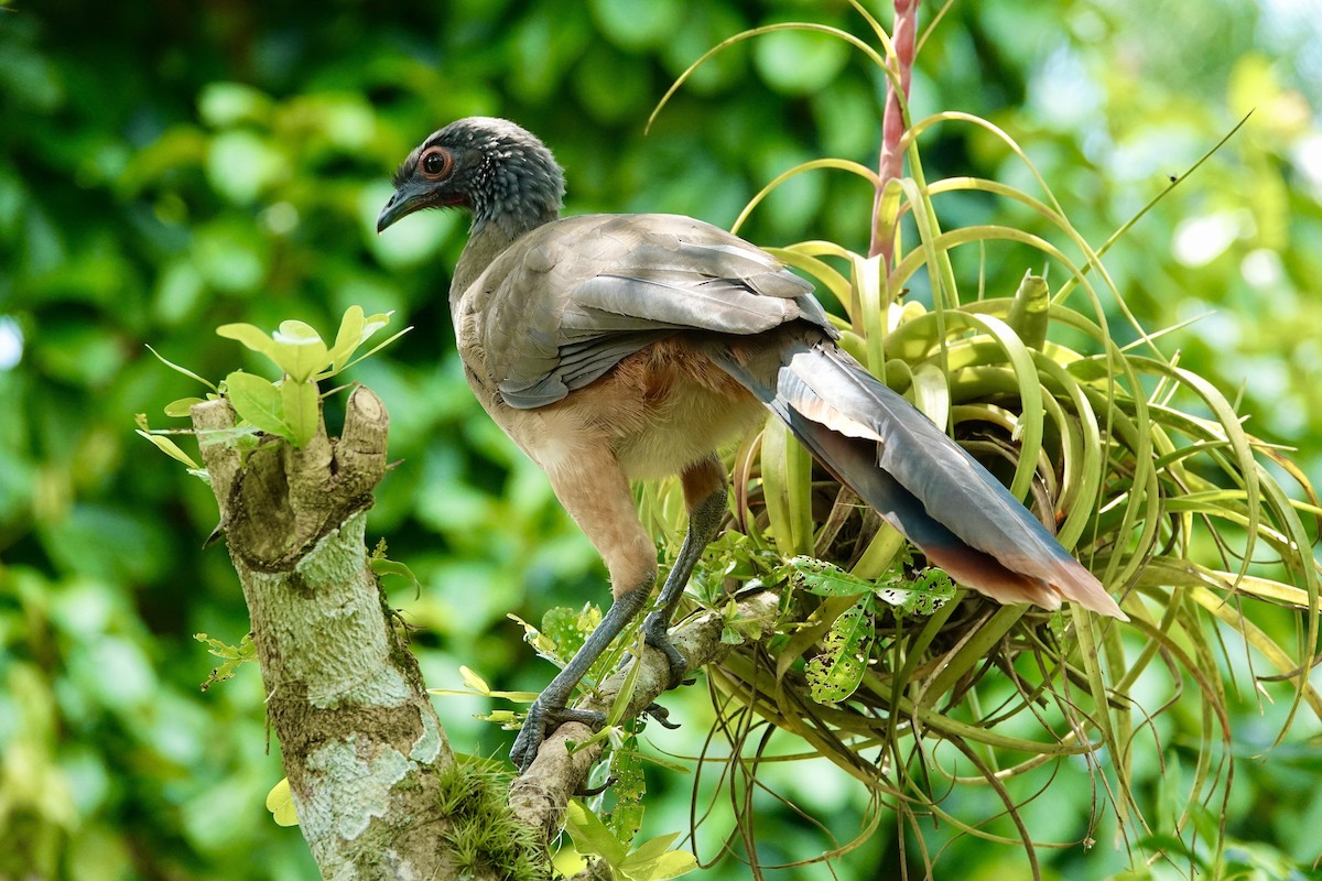 Chachalaca Pechigrís - ML623719412