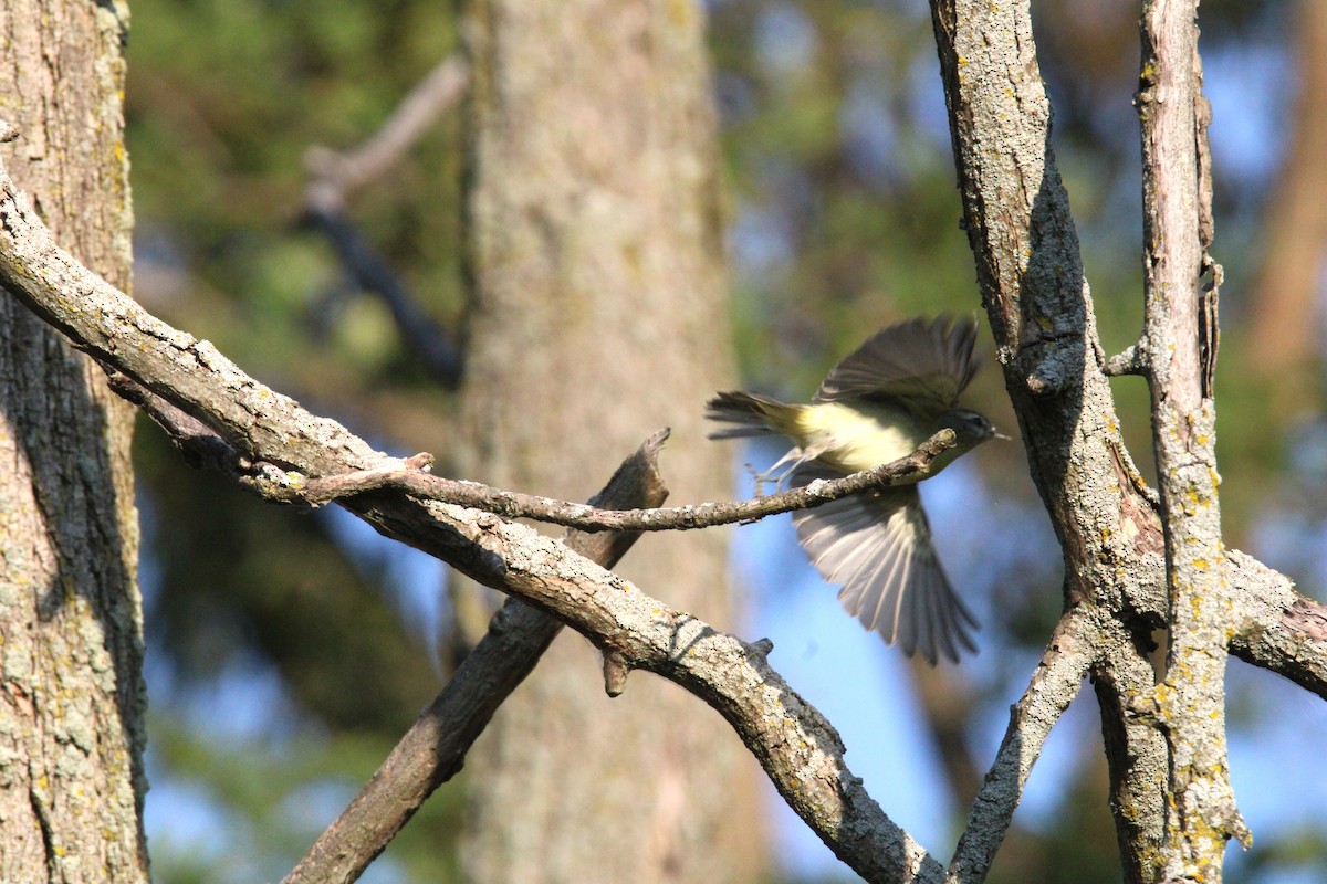 Philadelphia Vireo - Kevin Wistrom