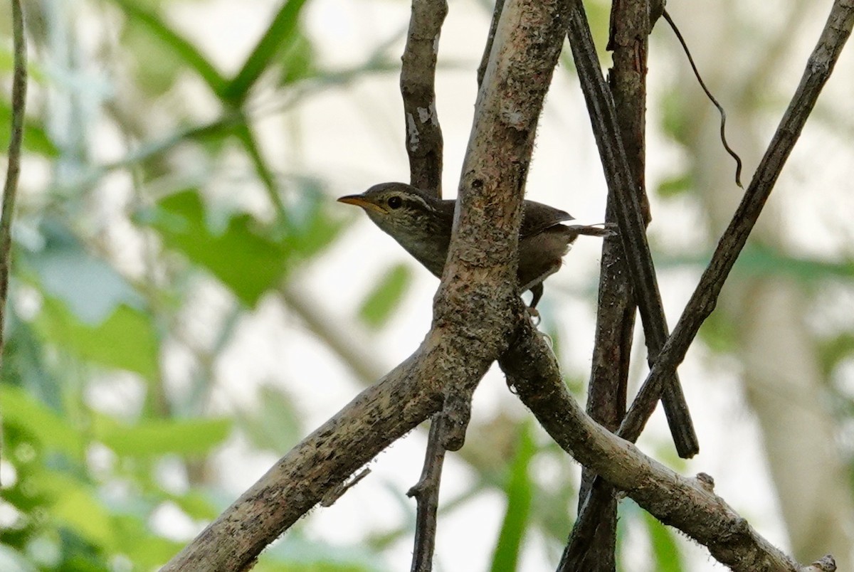 Happy Wren - ML623719545