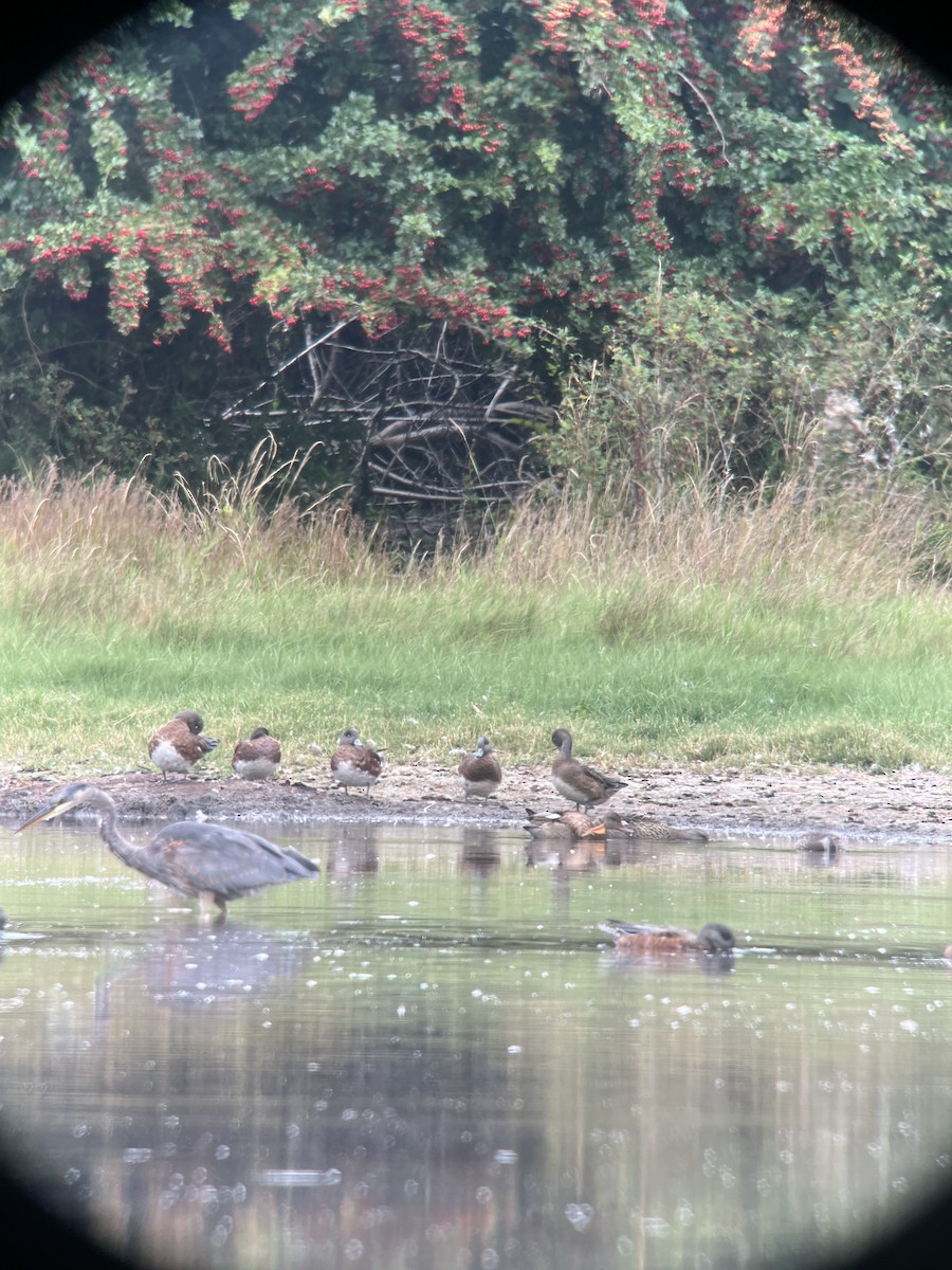 American Wigeon - ML623719584