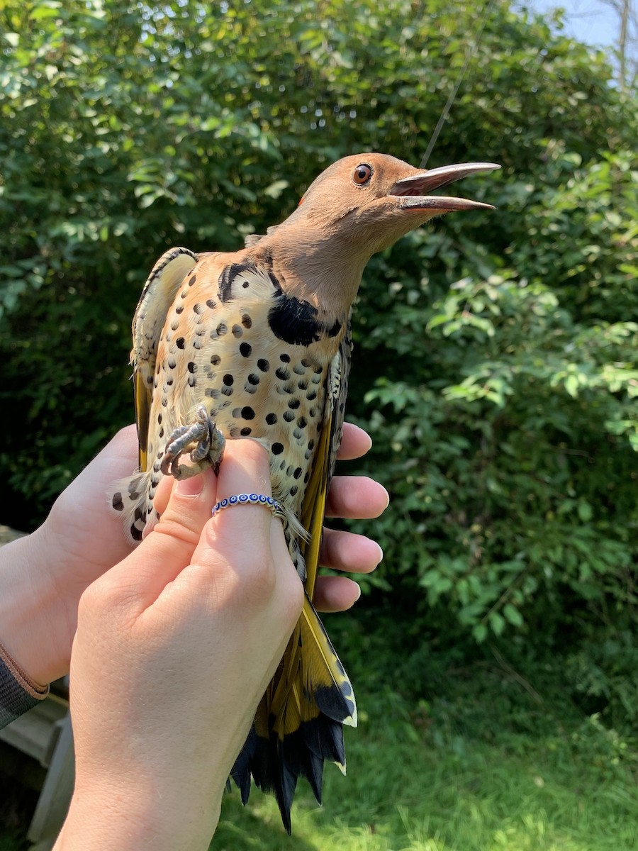 datel zlatý (ssp. auratus/luteus) - ML623719589