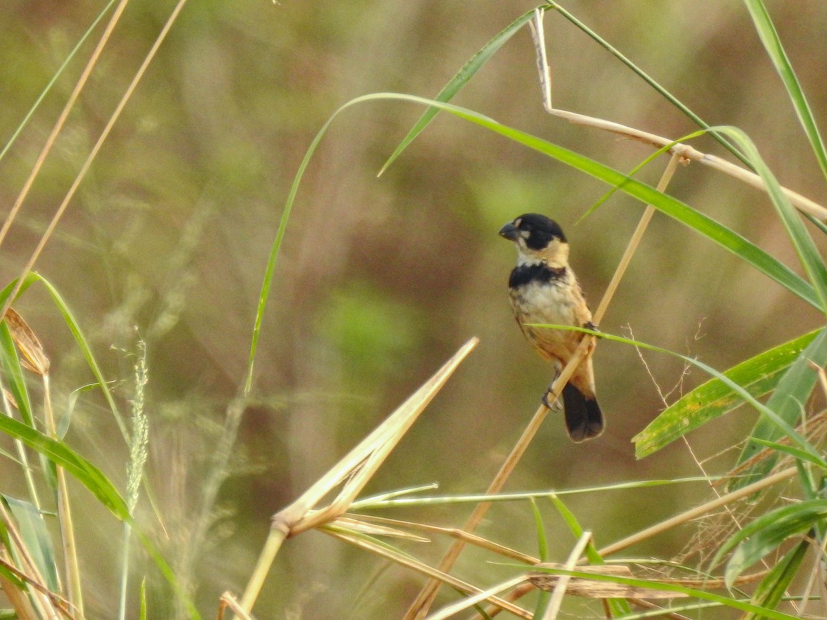 Rusty-collared Seedeater - Rafaela Wolf de Carvalho