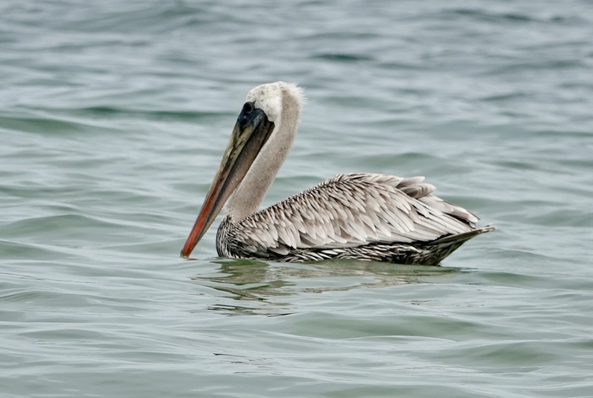 Brown Pelican - Michael Jackson