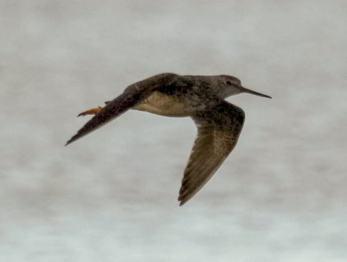 Greater Yellowlegs - ML623719639