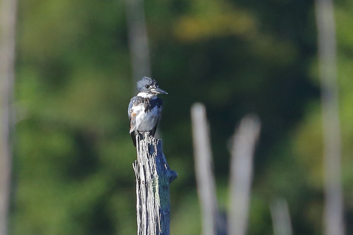 Belted Kingfisher - Patrick OHoro