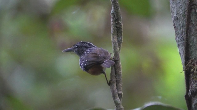 Peruvian Warbling-Antbird - ML623719675