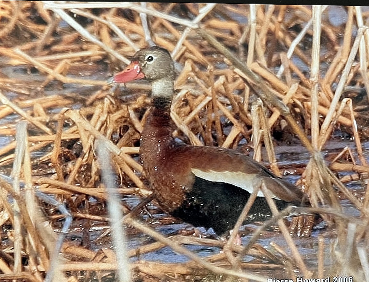 Black-bellied Whistling-Duck (fulgens) - ML623719712