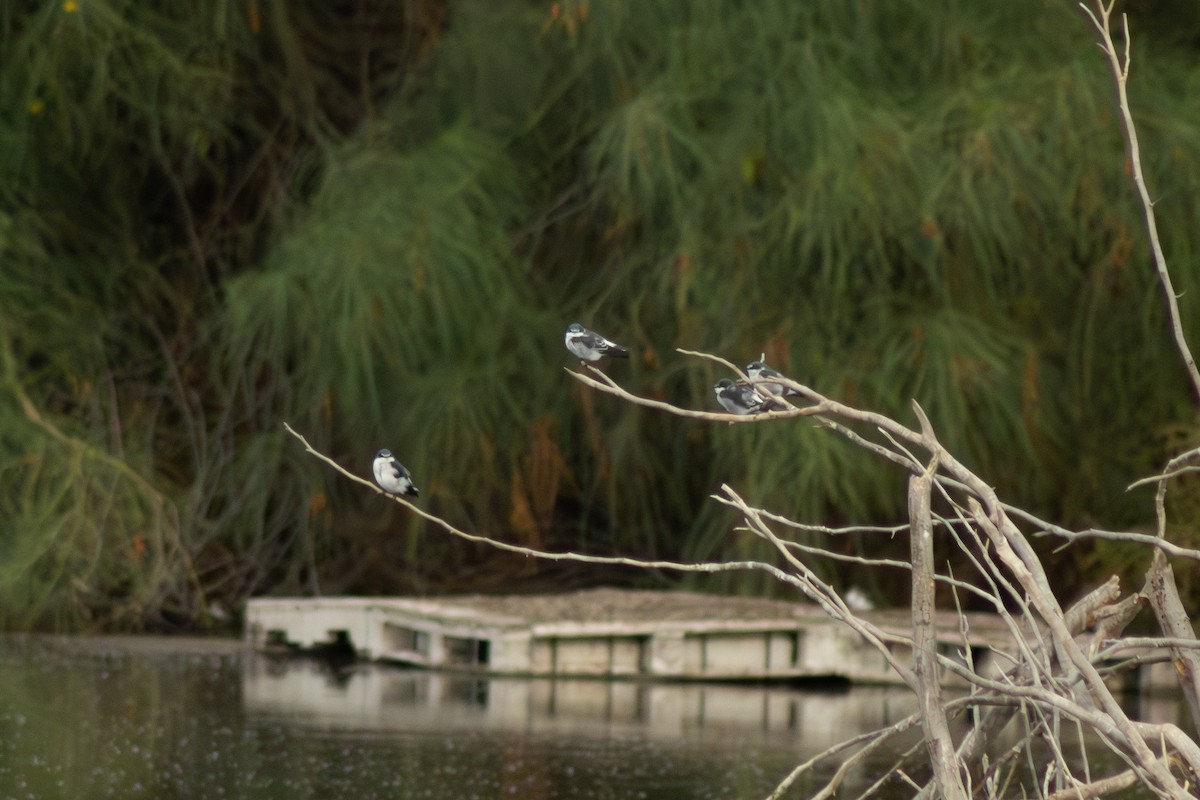 Hirondelle des mangroves - ML623719758