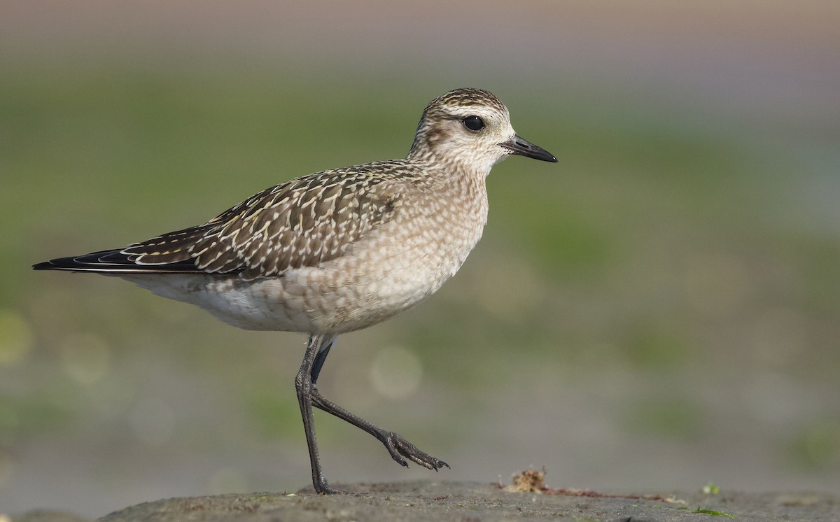 American Golden-Plover - Will Sweet