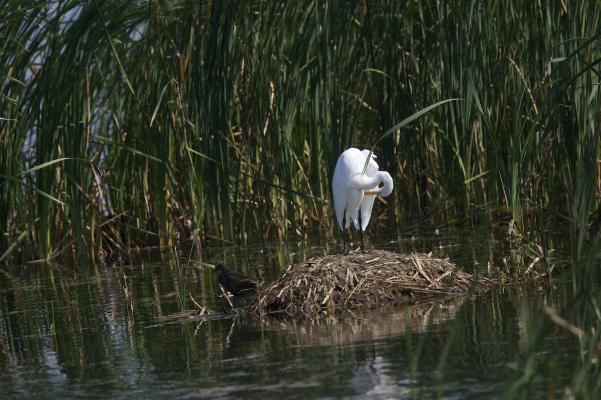 Great Egret - ML623719880