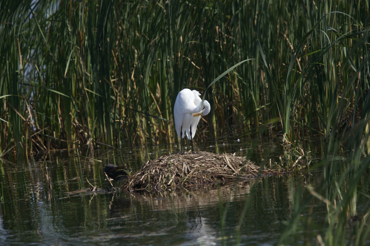 Great Egret - ML623719881