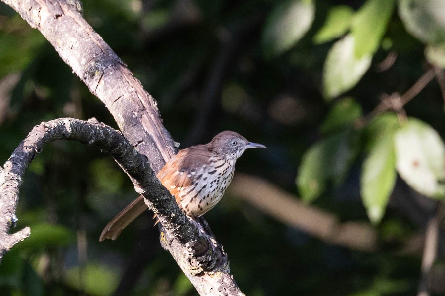 Brown Thrasher - ML623719889