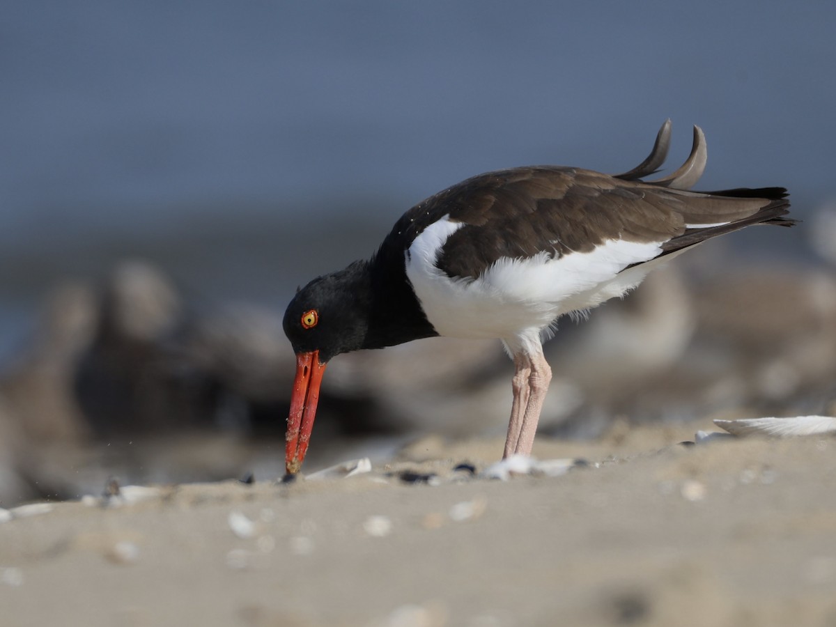 Американский кулик-сорока - ML623719935