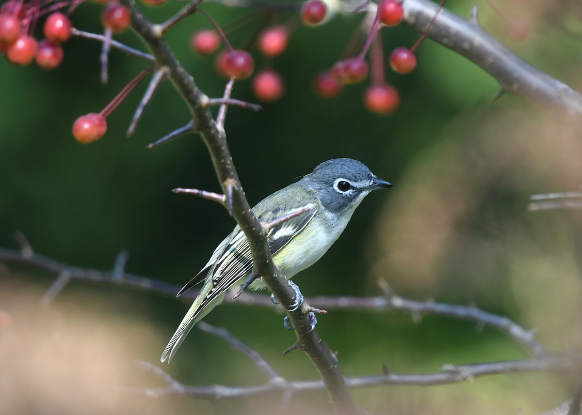 Mavi Başlı Vireo - ML623719939