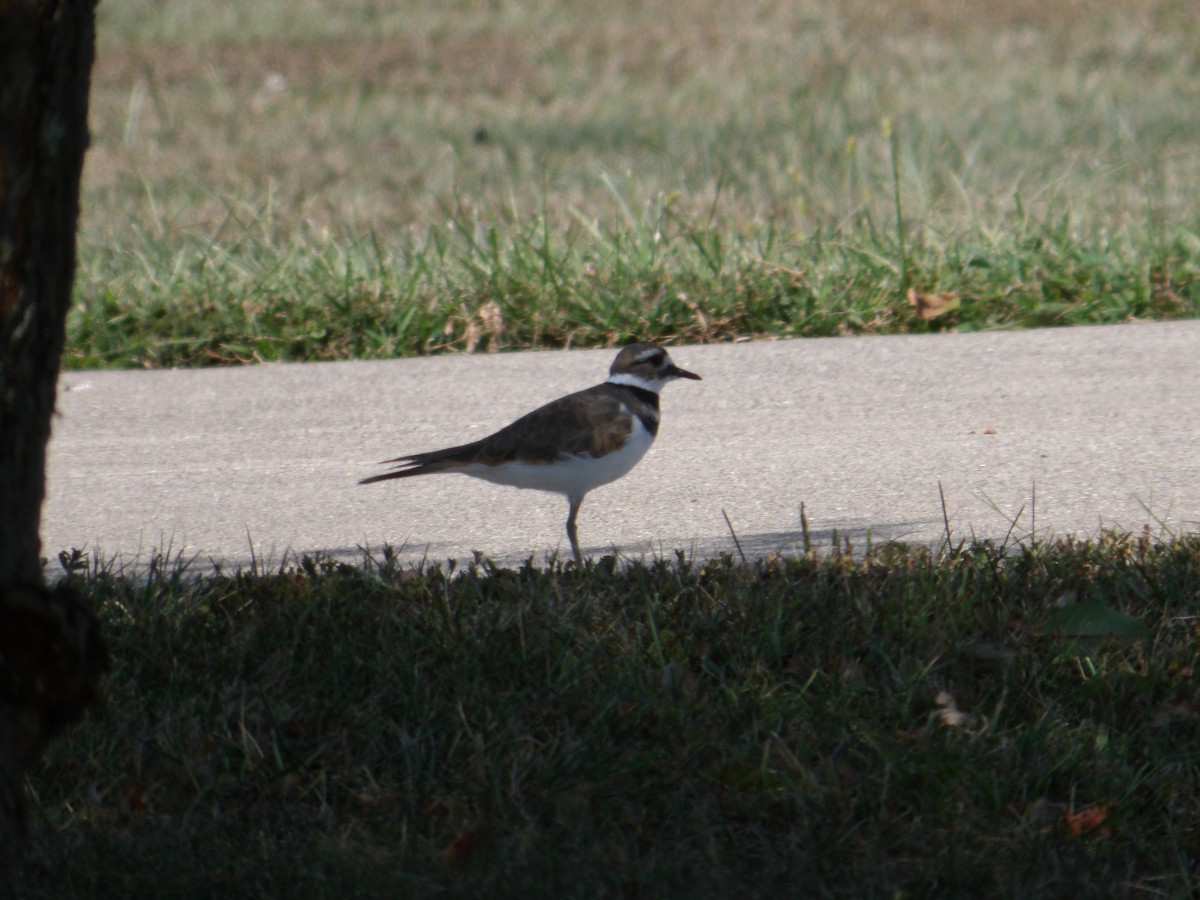 Killdeer - ML623719960