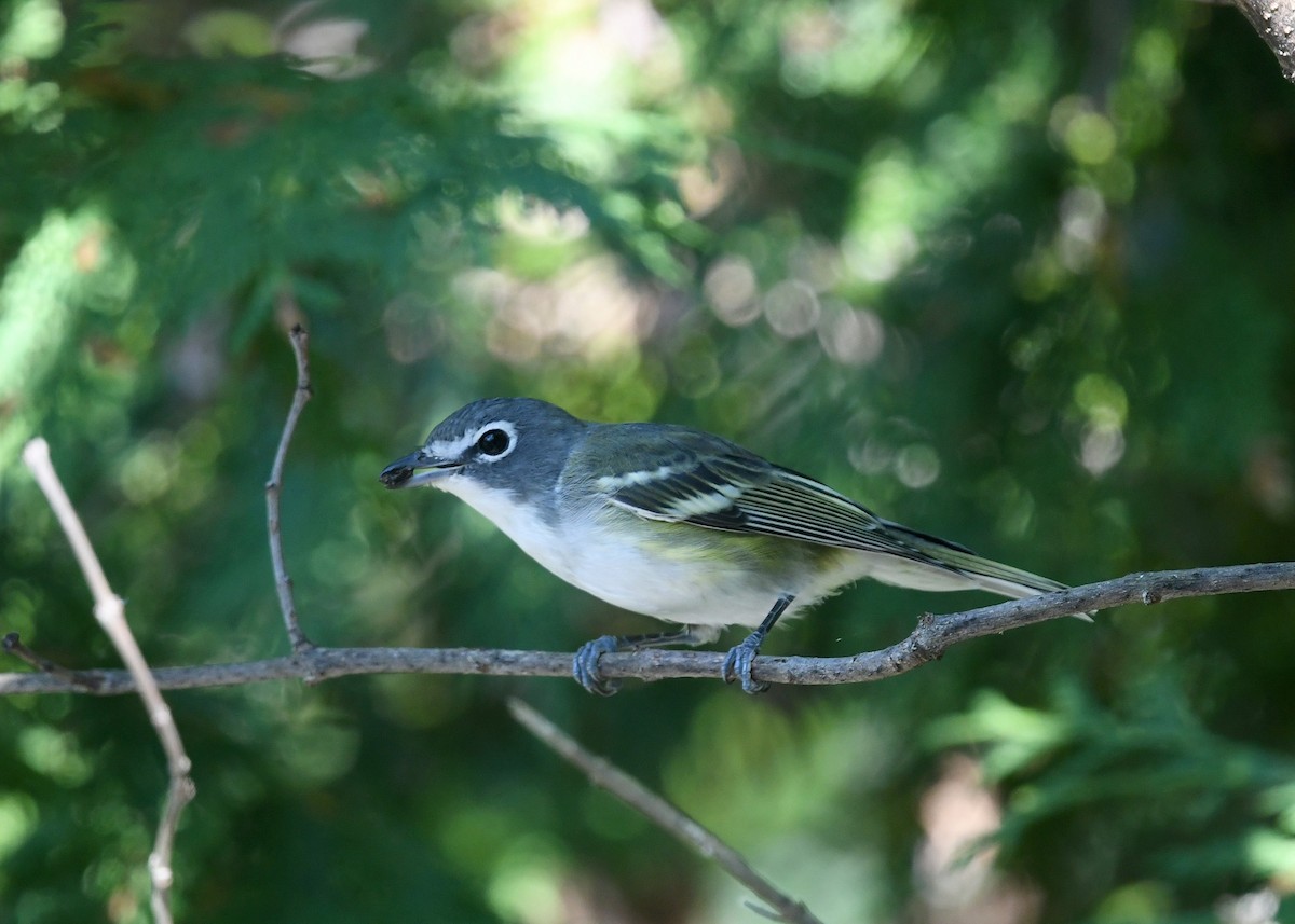 Mavi Başlı Vireo - ML623719964