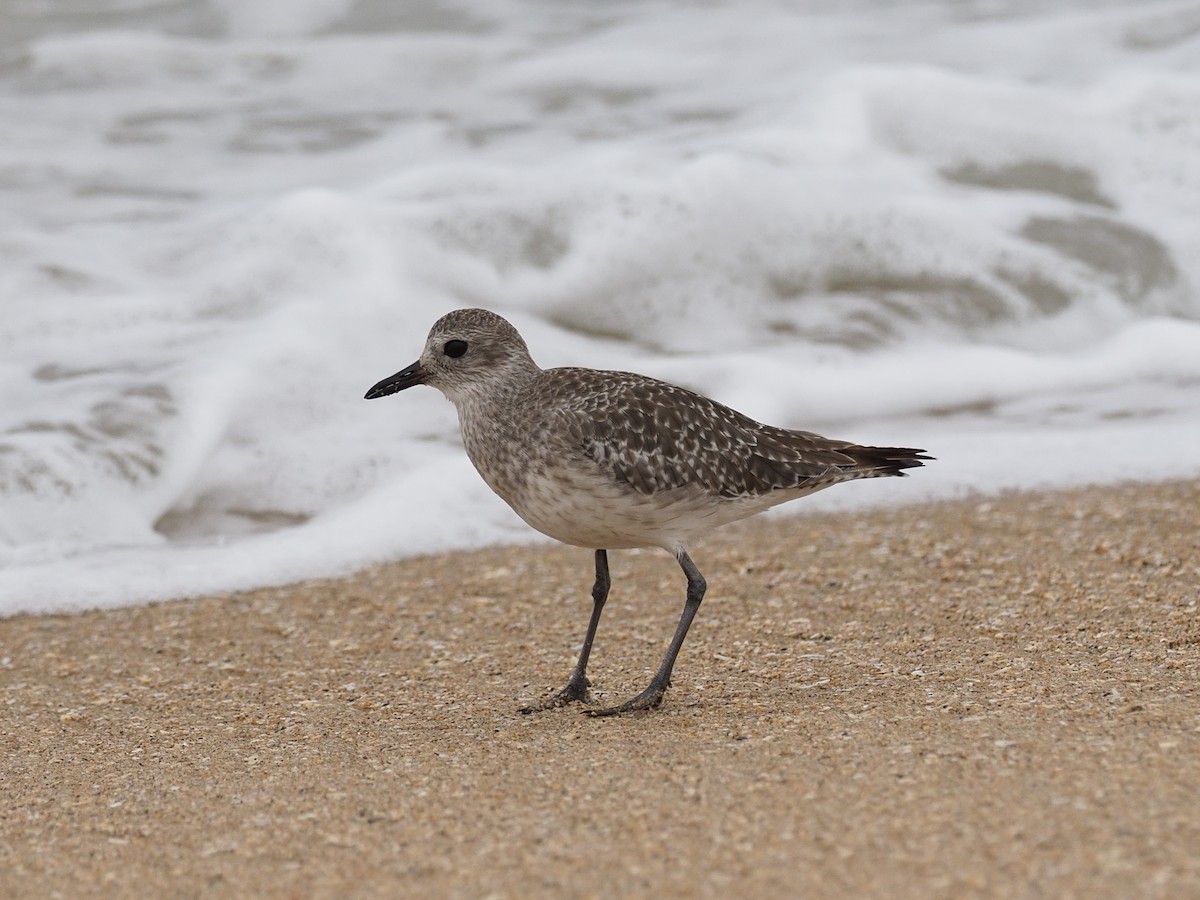 Black-bellied Plover - ML623719977