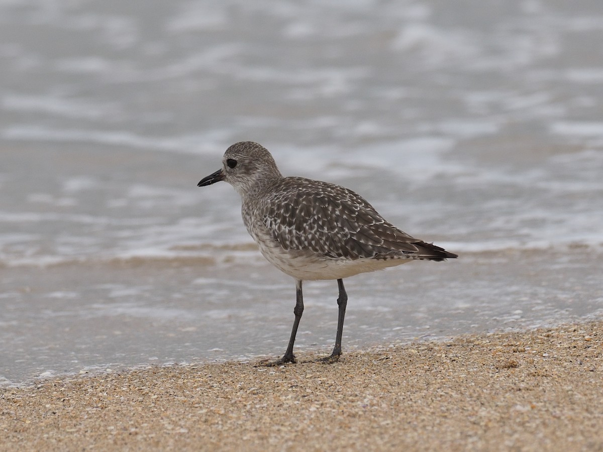 Black-bellied Plover - ML623719983