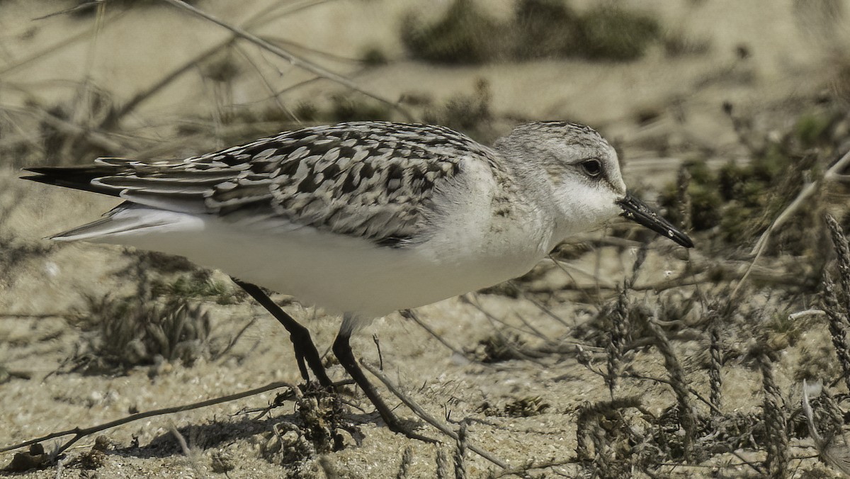 Sanderling - Francisco Pires